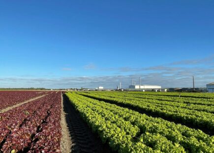 Champ du maraicher Les 3 moulins