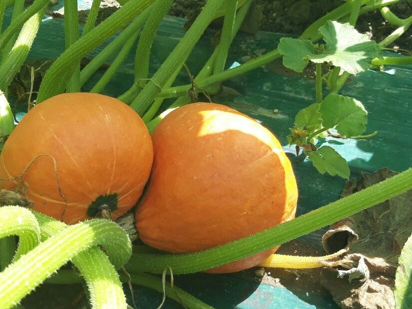 producteur maraîcher courge