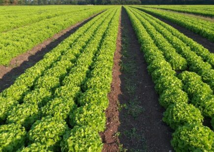 agriculture maraîchère de salade