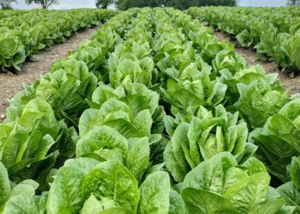 producteur légumes salade