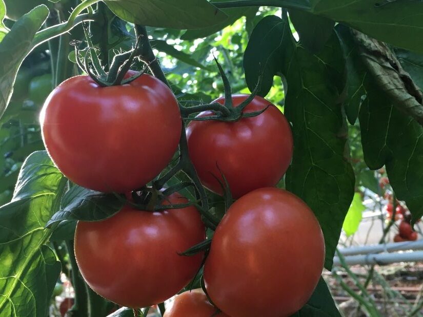 producteur de légumes tomates