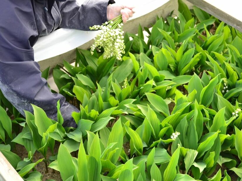 Cueillette du muguet sous chassis