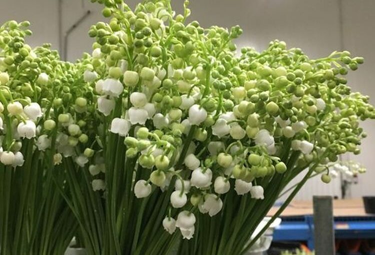 Botte muguet