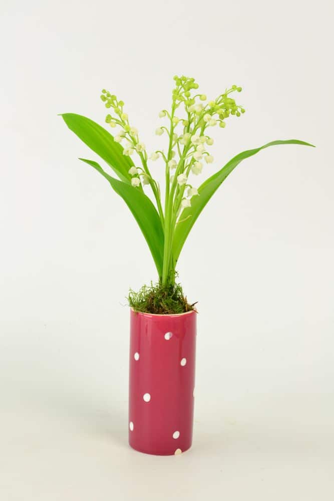 muguet bouquet avec vase en céramique