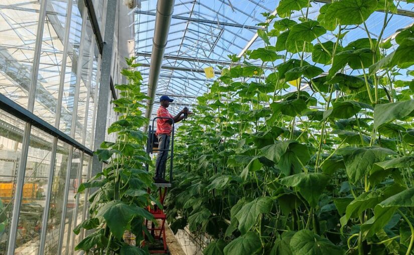 Producteur de légumes