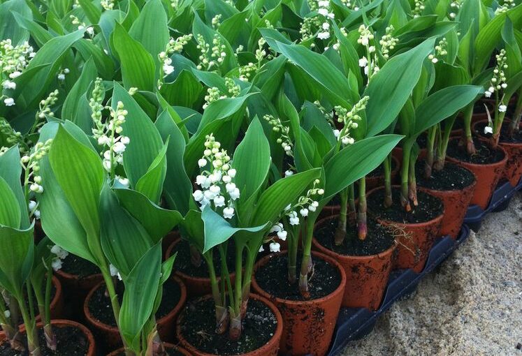 producteur muguet nantes